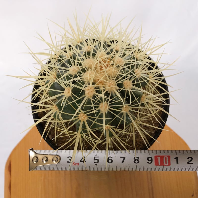 エキノカクタス 金鯱 実生 Golden ball cactus サボテン 多肉植物 珍奇