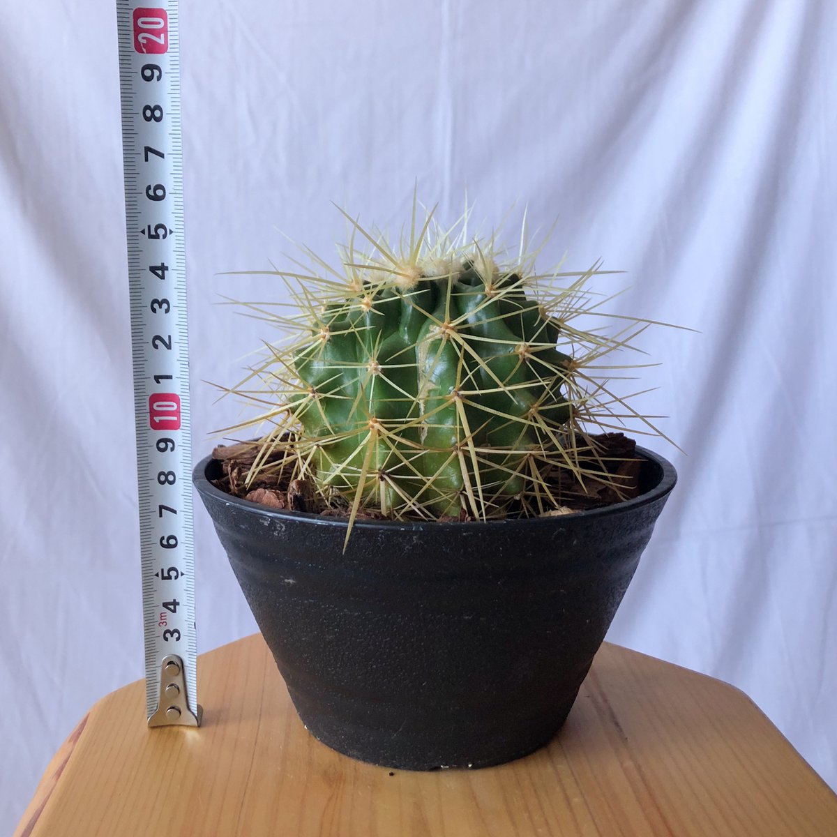 金鯱 エキノカクタス Golden ball cactus サボテン 多肉植物 珍奇植物