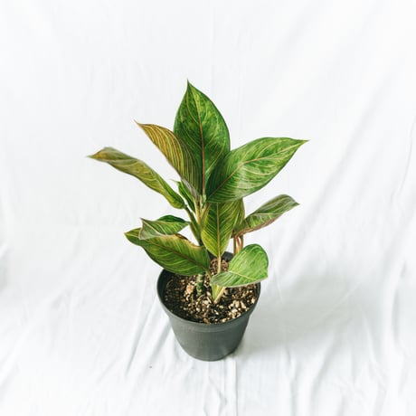 アグラオネマ レッドアーミー aglaonema 観葉植物 静岡 ANTIDOTE 通販 S４０