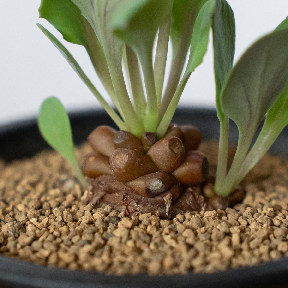 オトンナ ヘレー 実生 Othonna herrei 塊根植物 コーデックス 冬型