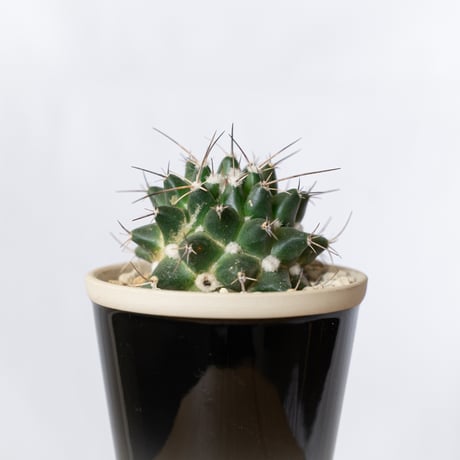 マミラリア マグニママ 鉢セット Mammillaria magnimamma サボテン 多肉植物 珍奇植物 静岡 ANTIDOTE 通販 S1404