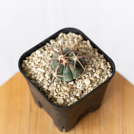 エキノカクタス | STORES