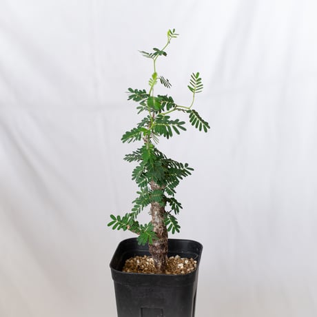センナ メリディオナリス 実生 Senna Meridionalis コーデックス 塊根植物 多肉植物 珍奇植物 静岡 ANTIDOTE 通販 S709
