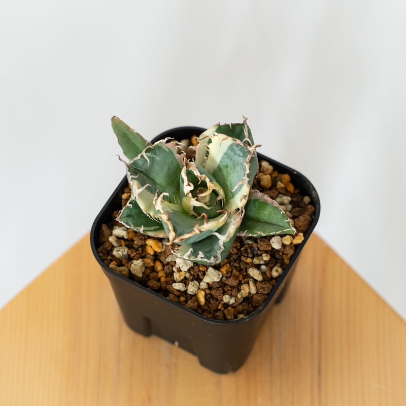 アガベ チタノタ 白鯨 白鯨錦 白覆輪【発根管理中】TC株 Agave