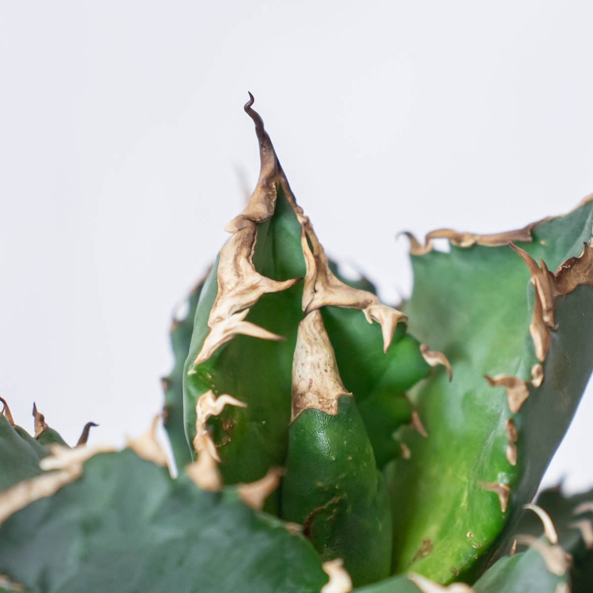 アガベ チタノタ ホワイトファイヤー【トニー産】仔株付き TONY産 白