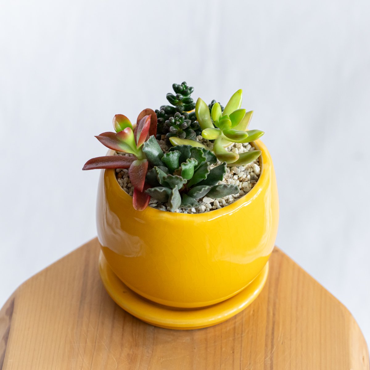 多肉植物 寄せ植え 鉢セット インテリア 多肉植物 観葉植物 珍奇植物