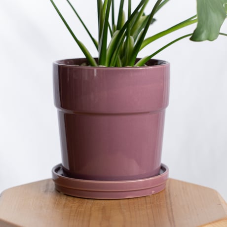 フィロデンドロン セローム 鉢セット Horsehead philodendron 観葉植物 多肉植物 インテリアグリーン 静岡 ANTIDOTE 通販 S1300