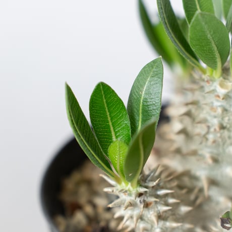 パキポディウム 恵比寿大黒 実生 Pachypodium Densicaule 塊根植物 コーデックス 多肉植物 珍奇植物 静岡 ANTIDOTE 通販 S1420