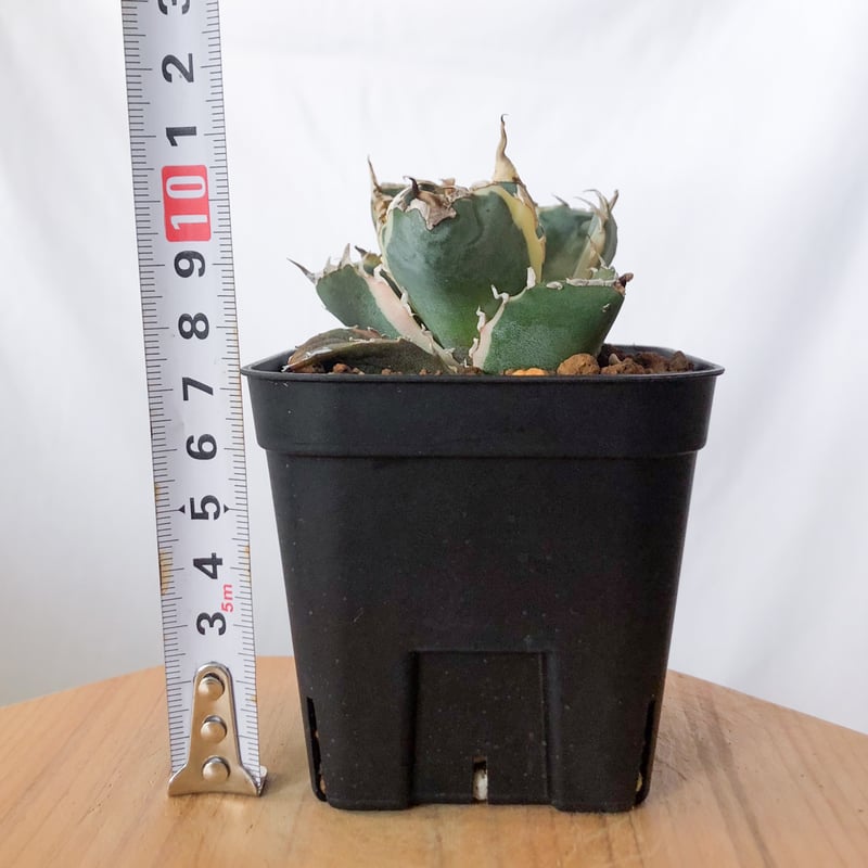 アガベ チタノタ 白鯨 白鯨錦 白覆輪 TC株 Agave titanota White W