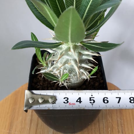 パキポディウム ホロンベンセ Pachypodium horombense 塊根植物 コーデックス 多肉植物 珍奇植物 静岡 ANTIDOTE 通販 S1439