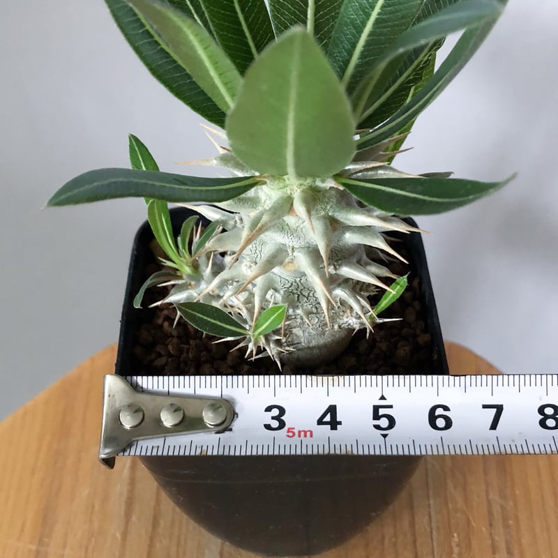 パキポディウム ホロンベンセ Pachypodium horombense 塊根植物