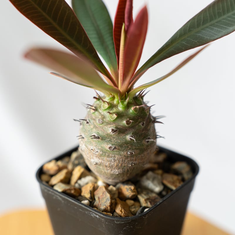 観葉植物 多肉植物 7点セット ユーフォルビア ドルステ二ア