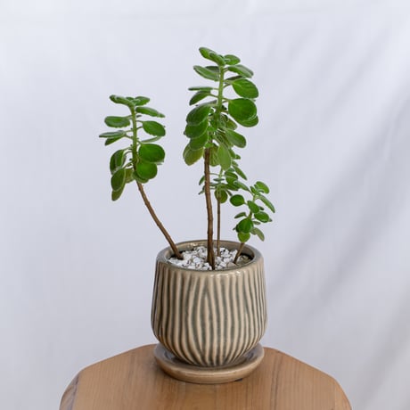 アロマティカス 鉢セット キューバンオレガノ Aromaticus 多肉植物  観葉植物 静岡 ANTIDOTE 通販 S1284