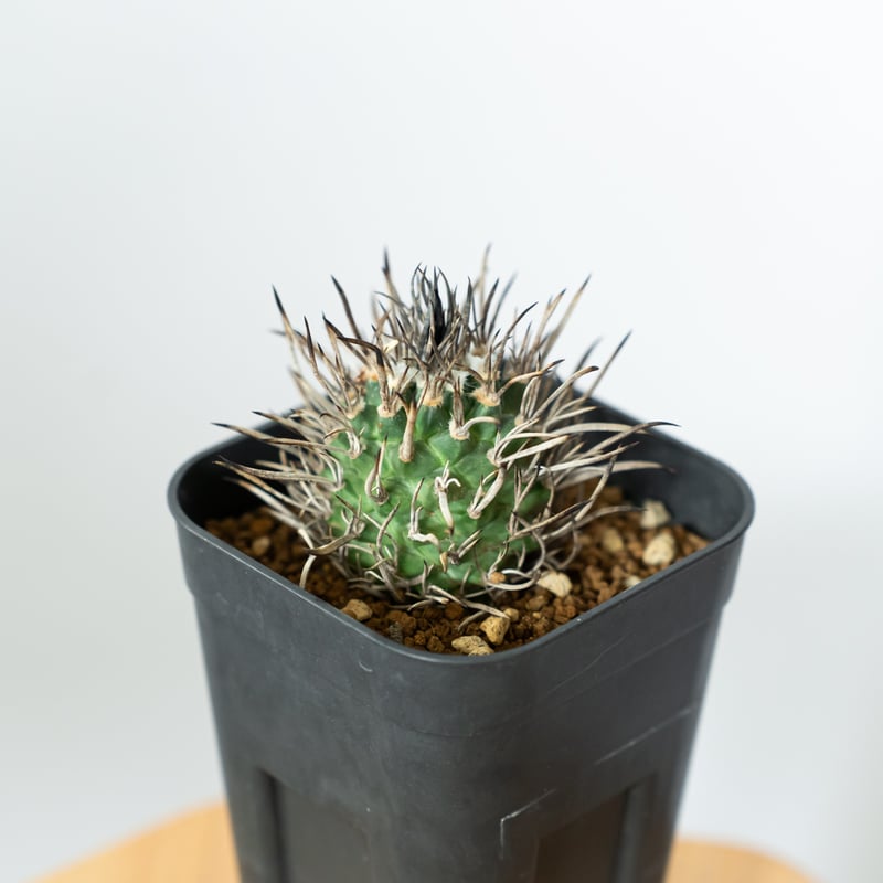 ツルビニカルプス 昇竜丸 実生 Turbinicarpus Schmiedickeanus サ