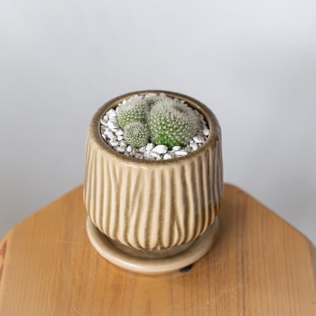 パロディア 雪晃 鉢セット セッコウ Parodia haselbergii サボテン 多肉植物 観葉植物 静岡 ANTIDOTE 通販 S1335