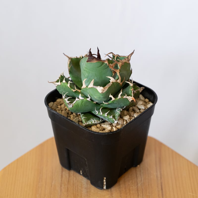 アガベ チタノタ 魔丸 美株 OC株【発根管理中】agave titanota imps