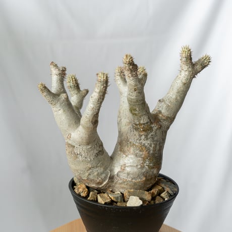 パキポディウム イノピナツム 植物】パキポディウム イノピナツム 現地