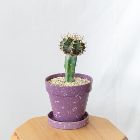 ギムノカリキウム 牡丹玉 鉢セット【エコポット】Gymnocalycium friedichii 接ぎ木 サボテン 多肉植物 珍奇植物 静岡 ANTIDOTE 通販S1027