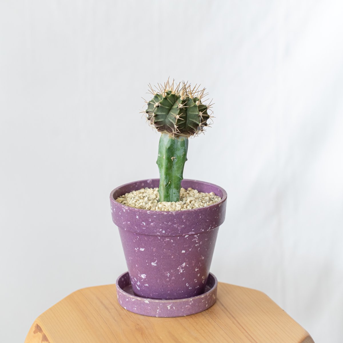 キムホノ 花器 ギムノカリキウム 牡丹玉 鉢セット【エコポット