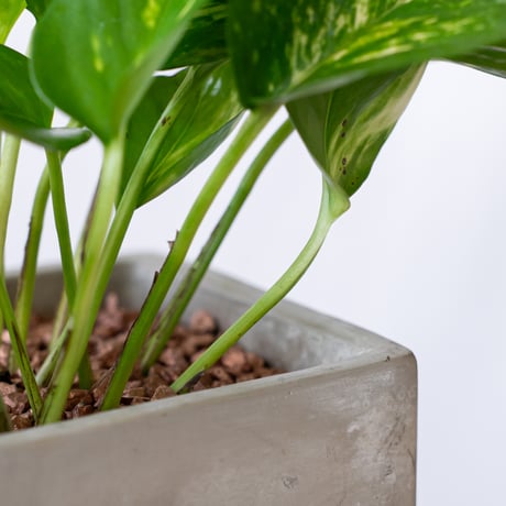 ポトス 鉢セット Pothos Epipremnum aureum 観葉植物 多肉植物 ハンギングプランツ インテリアグリーン 静岡 ANTIDOTE 通販 S1191