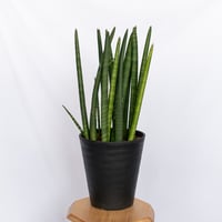 サンスベリア スタッキー Sansevieria stuckyi  観葉植物 多肉植物 インテリアグリーン 静岡 ANTIDOTE 通販 S1176