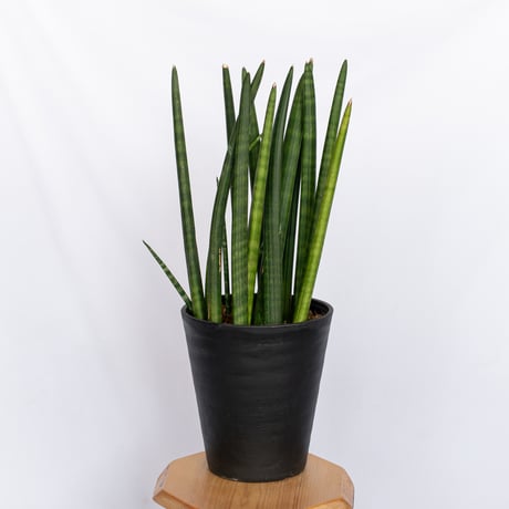 サンスベリア スタッキー Sansevieria stuckyi  観葉植物 多肉植物 インテリアグリーン 静岡 ANTIDOTE 通販 S1176