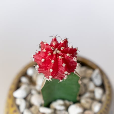 ギムノカリキウム ヒボタン 緋牡丹 鉢セット サボテン 多肉植物 観葉植物 インテリアグリーン 静岡 ANTIDOTE 通販 S1386