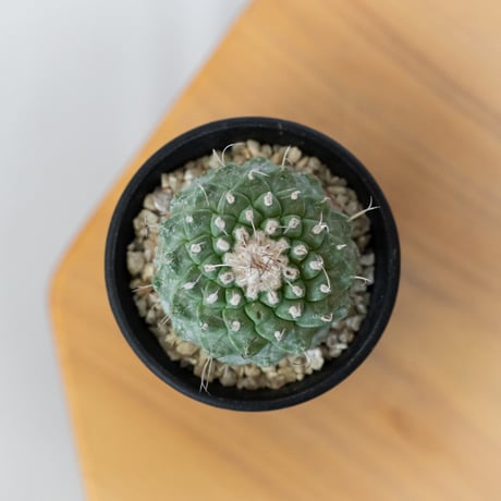 ストロンボカクタス 菊水 実生 Strombocactus discifromis 多肉植物 サボテン 珍奇植物 静岡 ANTIDOTE 通販 S920