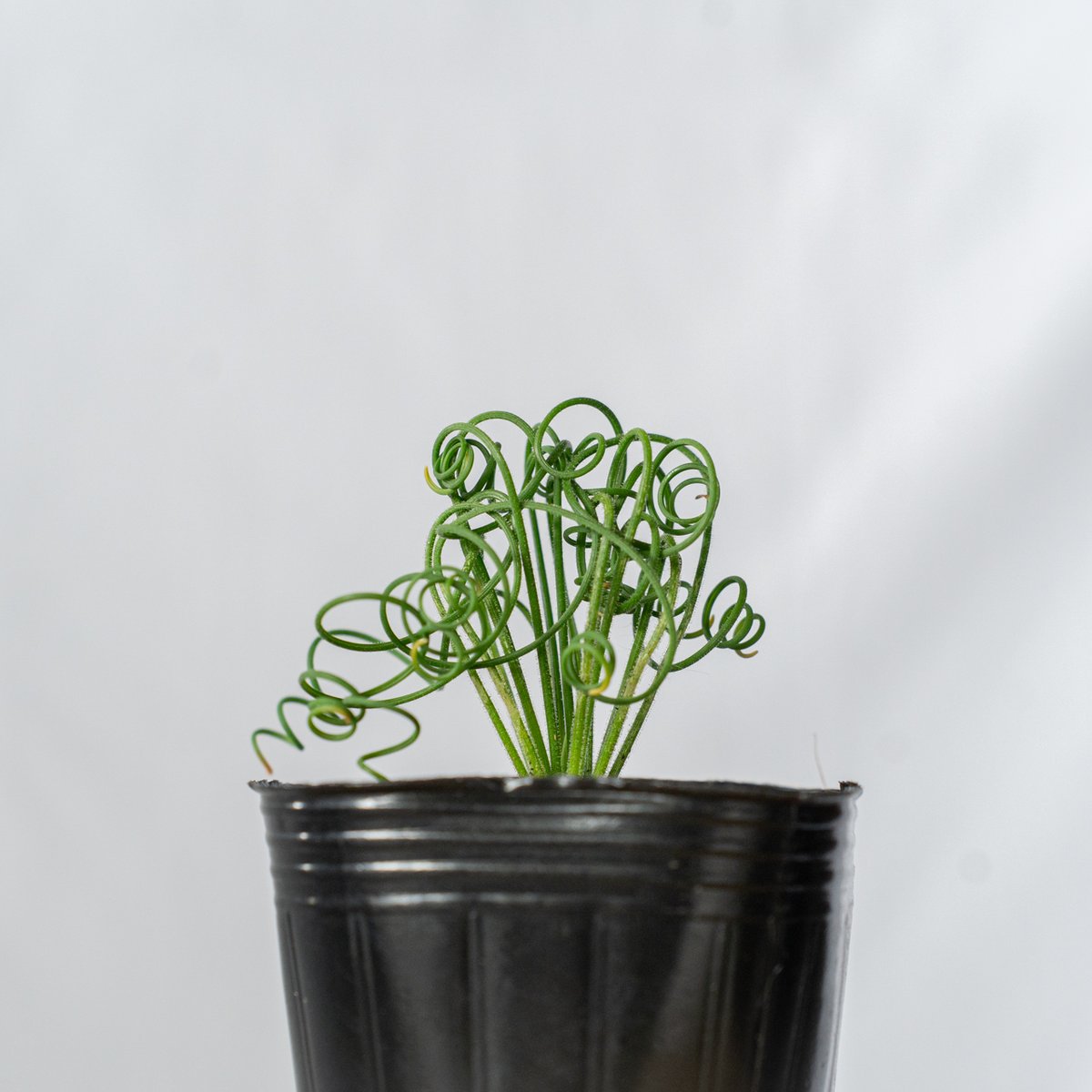 アルブカ スピラリス Albuca spiralis 観葉植物 多肉植物 珍奇植物