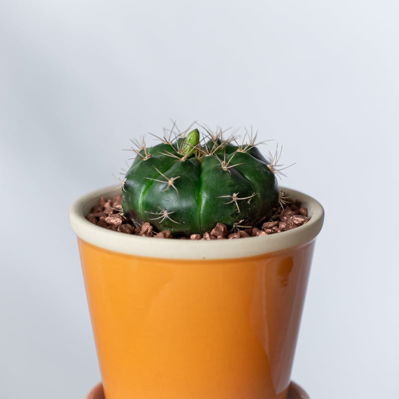 ギムノカリキウム 翠晃冠 鉢セット Gymnocalycium anisitsii サボテン