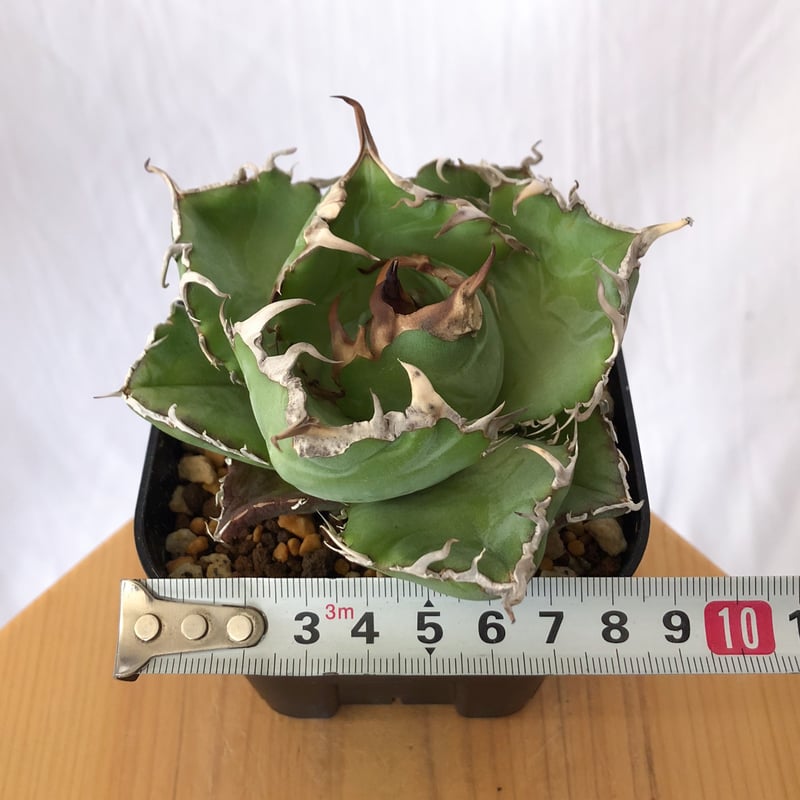 アガベ チタノタ 白鯨 龍球荟【発根管理中】Agave titanota