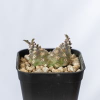 ドルステニア ラブラニー Dorstenia Dorstenia lavrani 塊根植物 多肉植物 珍奇植物 静岡 ANTIDOTE 通販S445