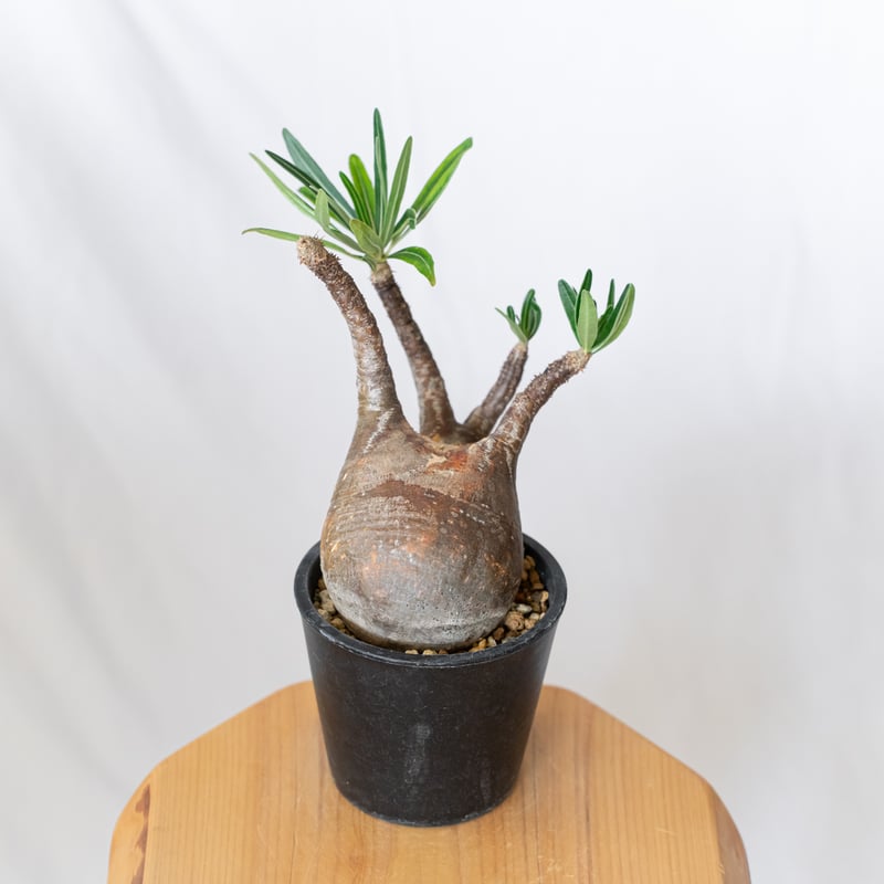 パキポディウム グラキリス 現地球 pachypodhium Gracilius 塊根植物 コ