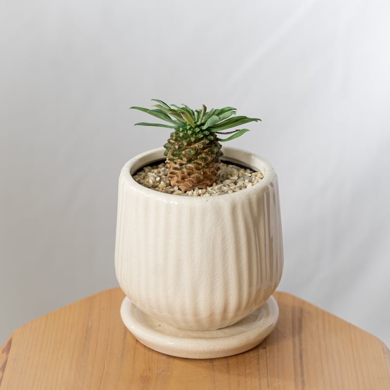 ユーフォルビア パイナップルコーン 蘇鉄麒麟 鉢セット Euphorbia