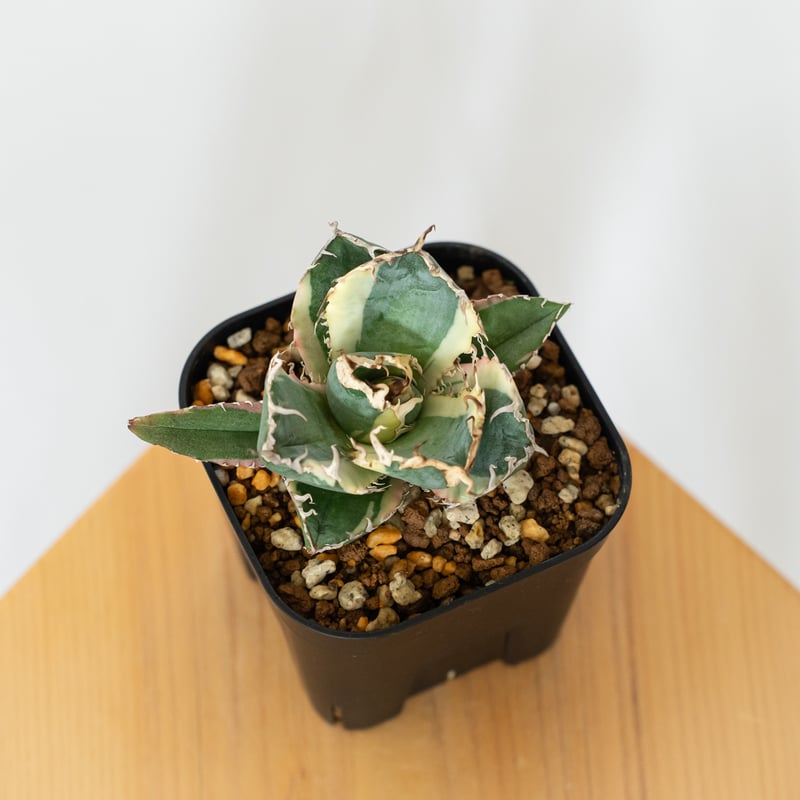 アガベ チタノタ 白鯨 白鯨錦 白覆輪【発根管理中】TC株 Agave