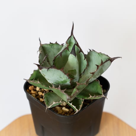 アガベ　BB beast ロイヤル アガベ チタノタブルー