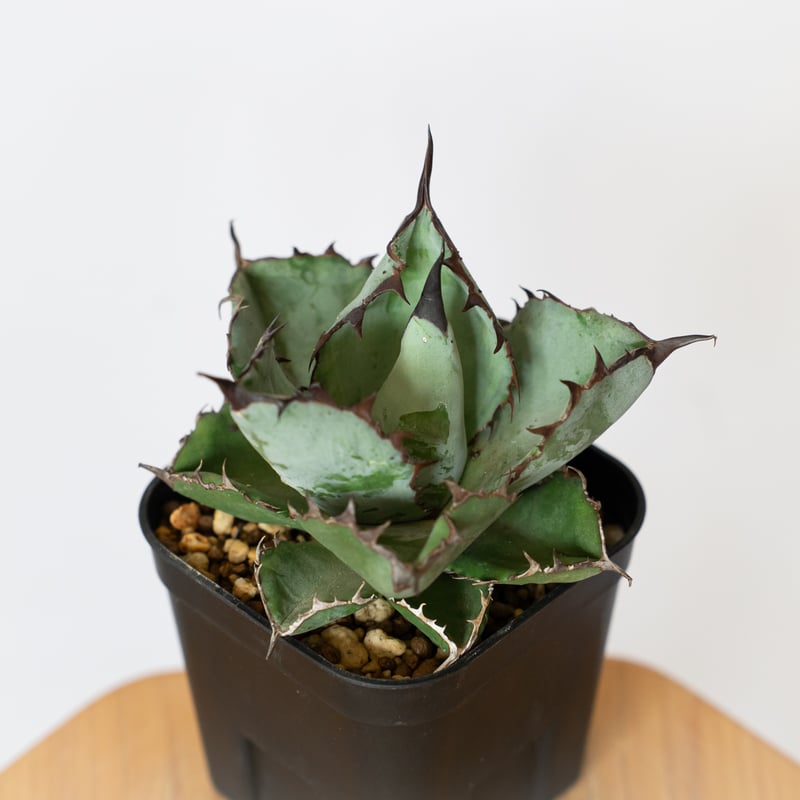 アガベ チタノタ ブラックアンドブルー BB OC株 Agave titanota アガベ チタノタ ブラックアンドブルー BB OC株 Agave titanota