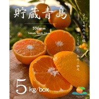 三ヶ日げんきみかん　青島貯蔵みかん　５kg