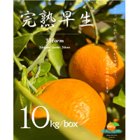 三ヶ日げんきみかん【早生】　１０kg
