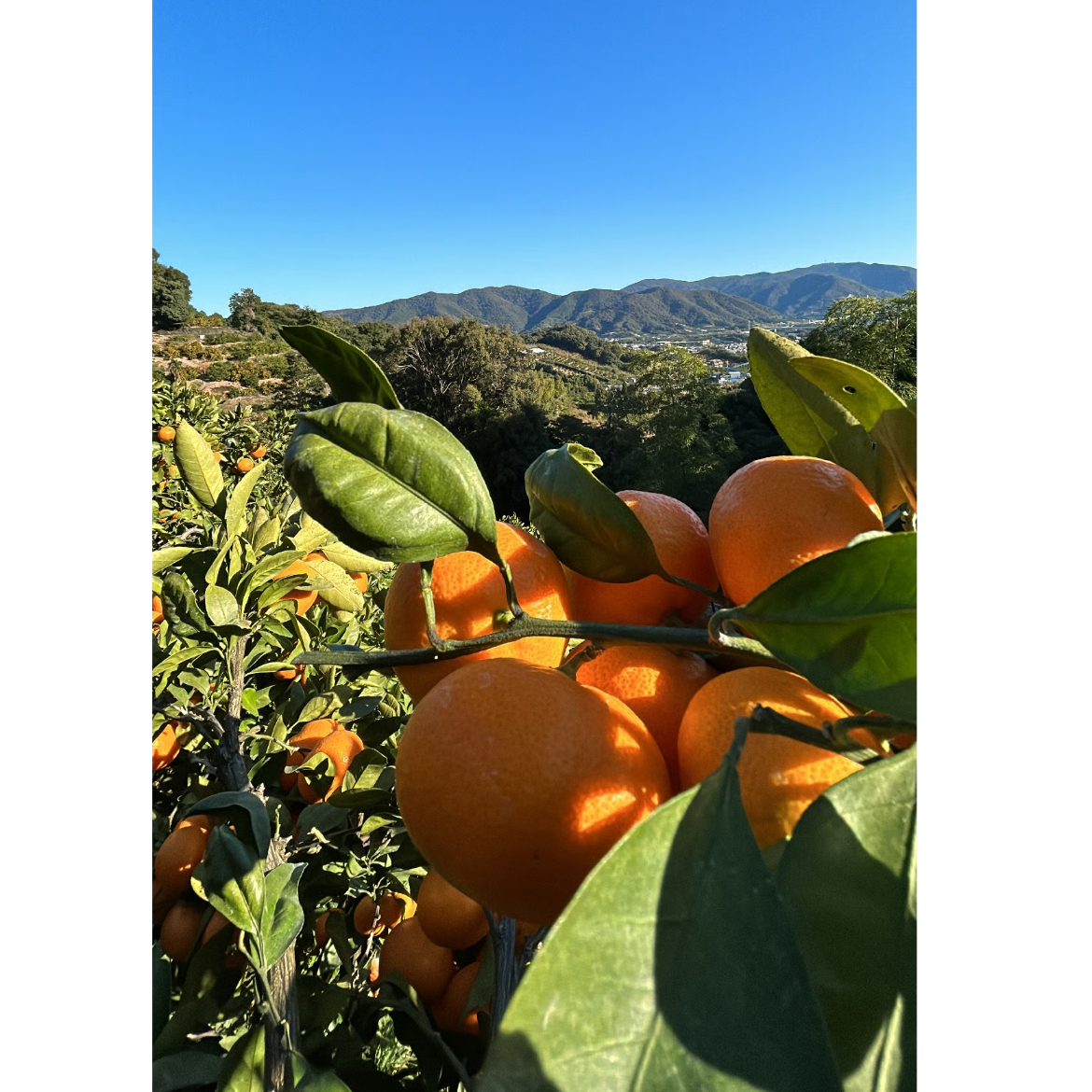 三ヶ日げんきみかん 青島貯蔵みかん 10kg | 33farm