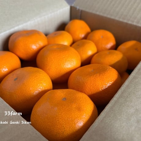 三ヶ日げんきみかん　青島貯蔵みかん　2kg