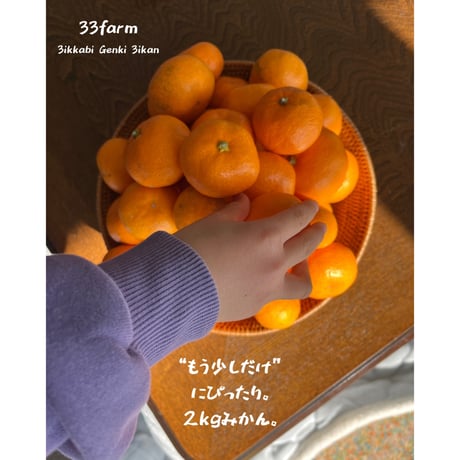 三ヶ日げんきみかん　青島貯蔵みかん　2kg