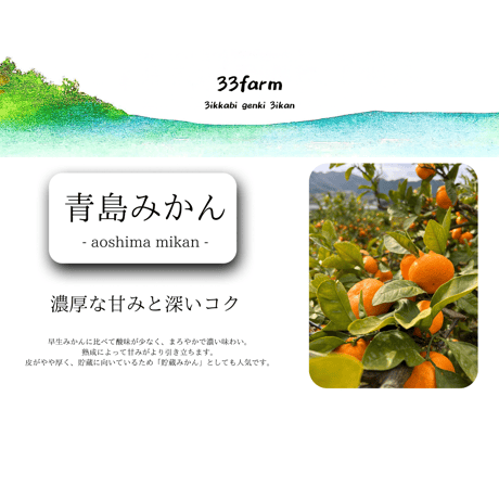 三ヶ日げんきみかん　青島貯蔵みかん　10kg
