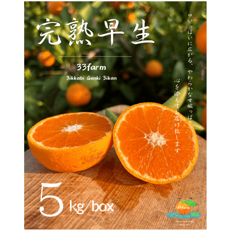 みかん 楽天市場】【ふるさと納税】 蜜柑 みかん 約 6kg 選べる 発送時期 ない