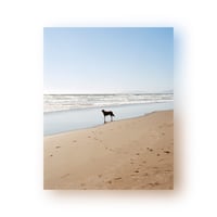 6 - Seaside dog