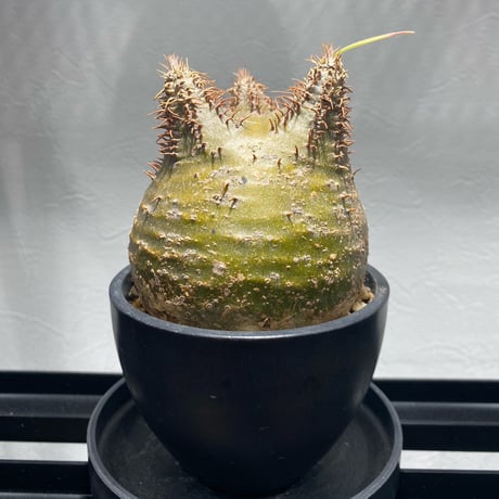 コレクション株 パキポディウム マカイエンセ 作家鉢 田中元将さん 移れる 