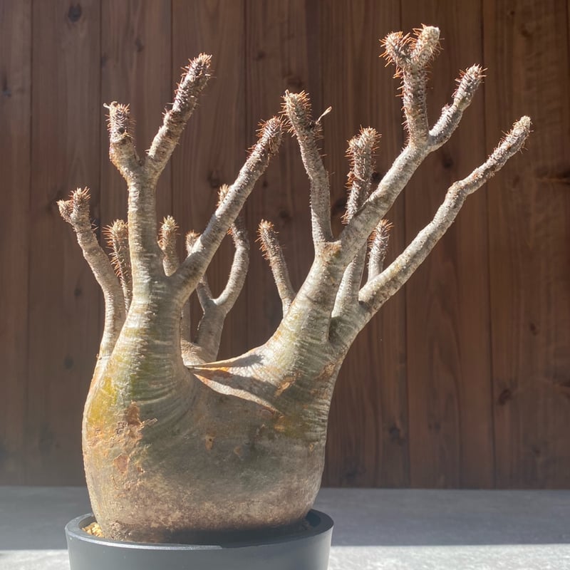 パキポディウム グラキリス No.26-114 | misomaru_base