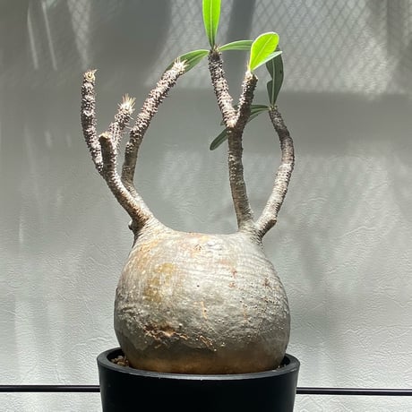 パキポディウム・グラキリス　spicygem「コレクション株」 パキポディウム・グラキリス spicygem「コレクション株」 【公式通販】