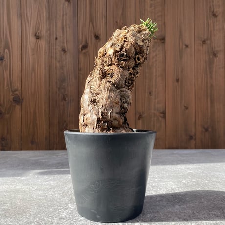 ユーフォルビアムランジーナ | STORES