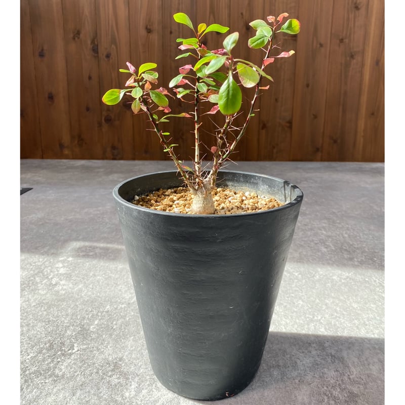 フォークイエリア ファシクラータ No.1736 | misomaru_base